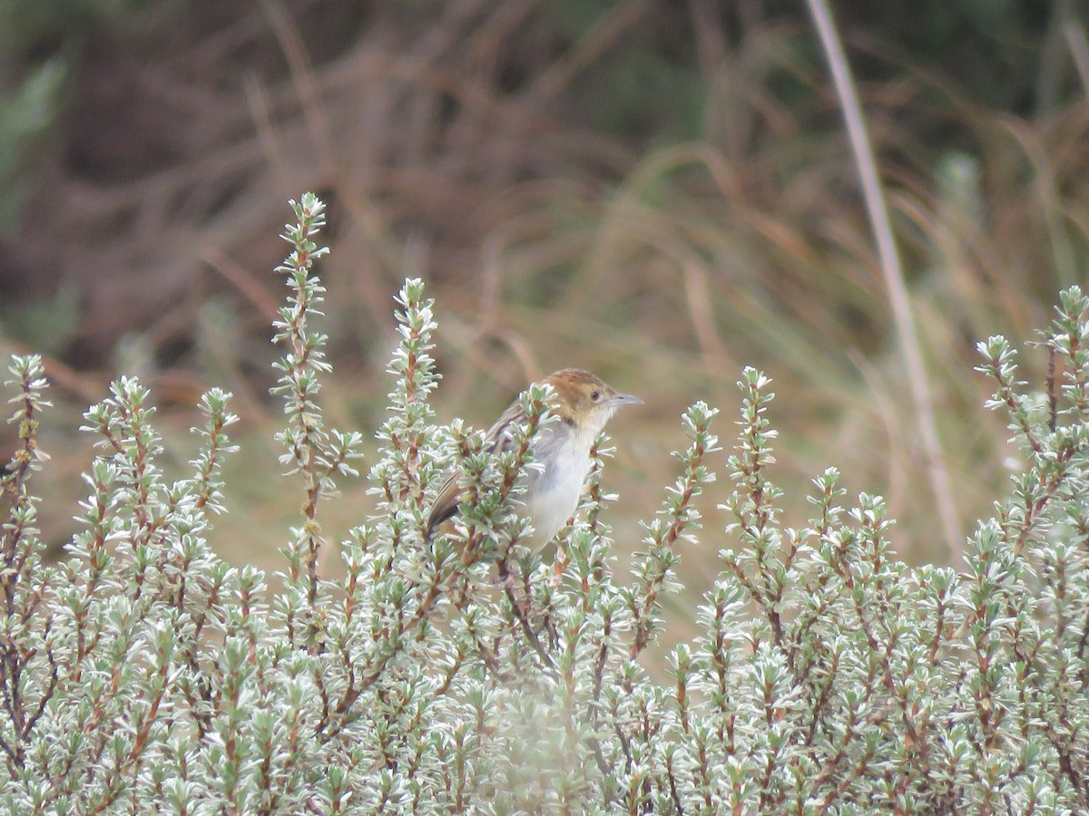 Aberdare Cisticola - ML623238384