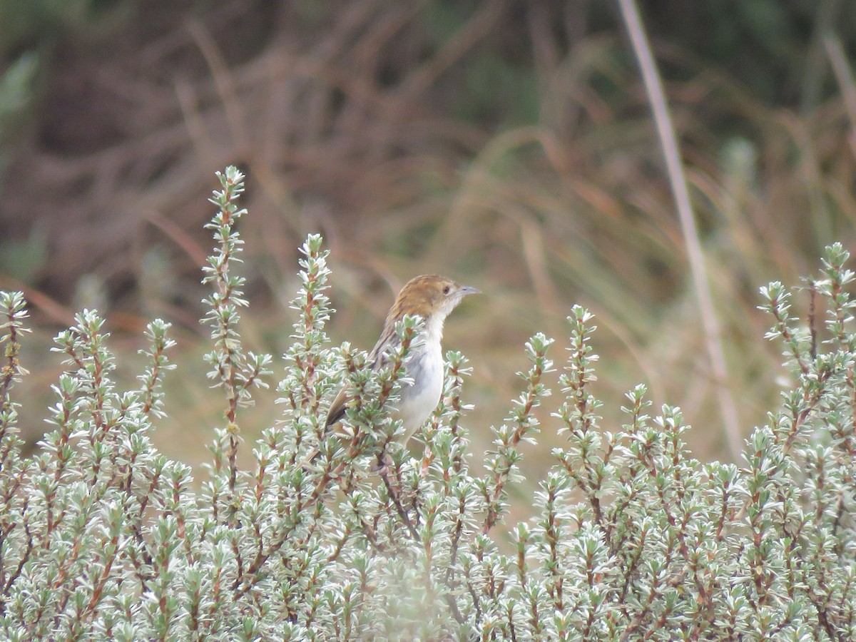 Aberdare Cisticola - ML623238391