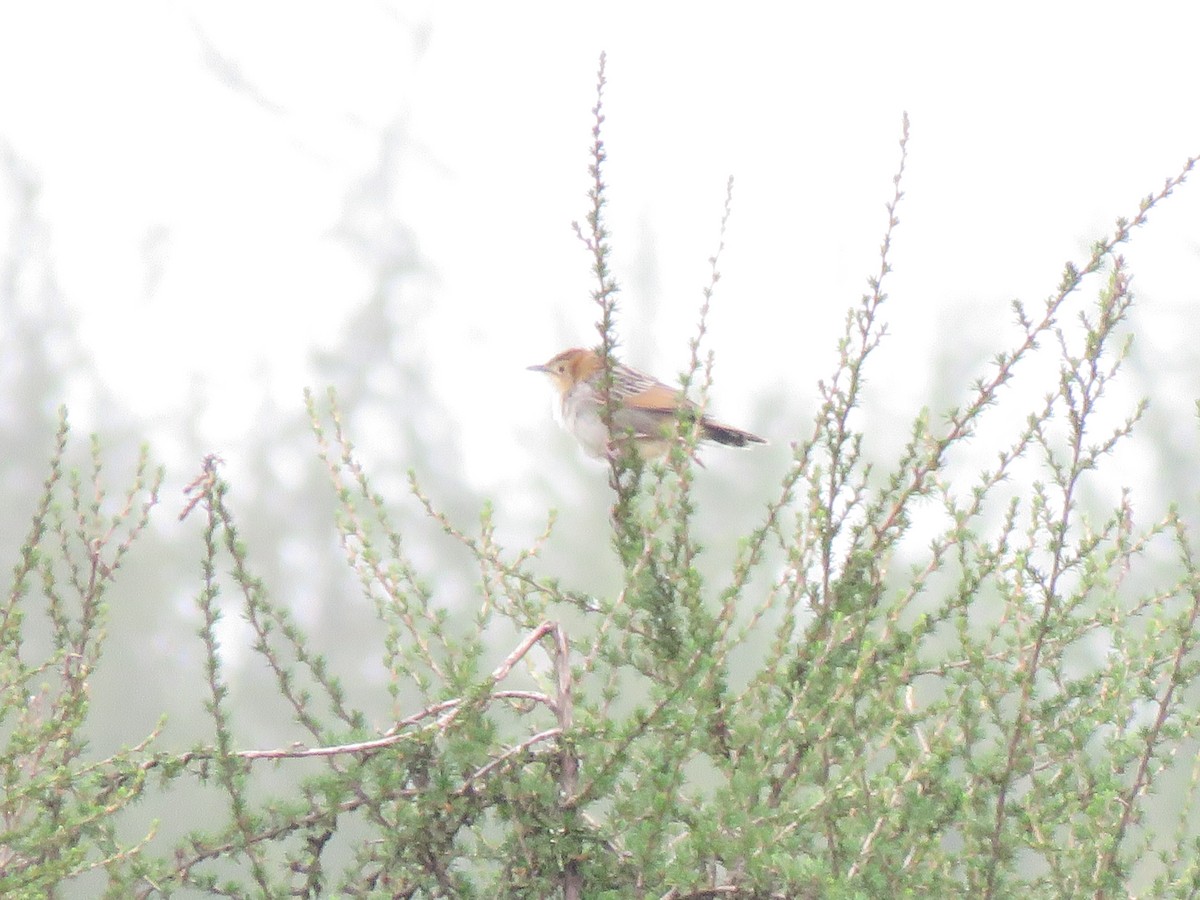 Aberdare Cisticola - ML623238410