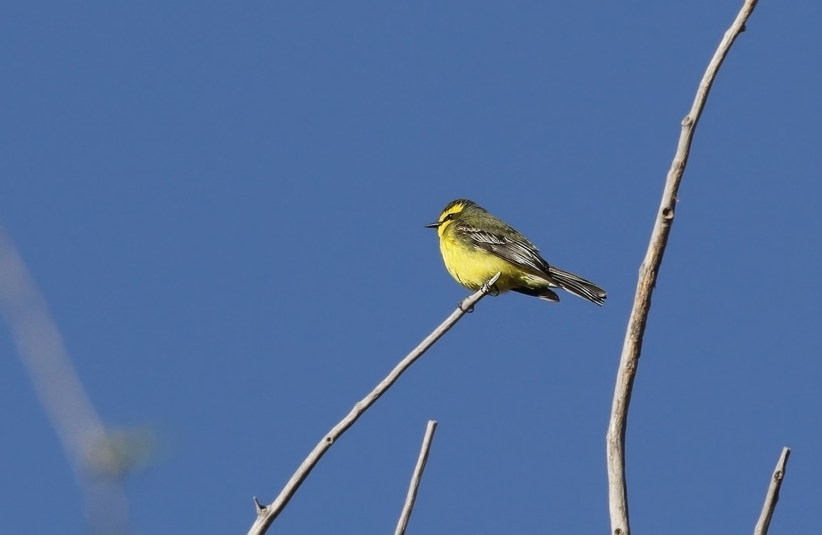 Yellow-browed Tyrant - Richard Greenhalgh