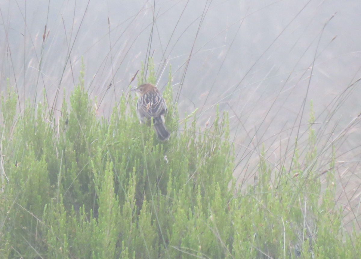 Aberdare Cisticola - ML623238450