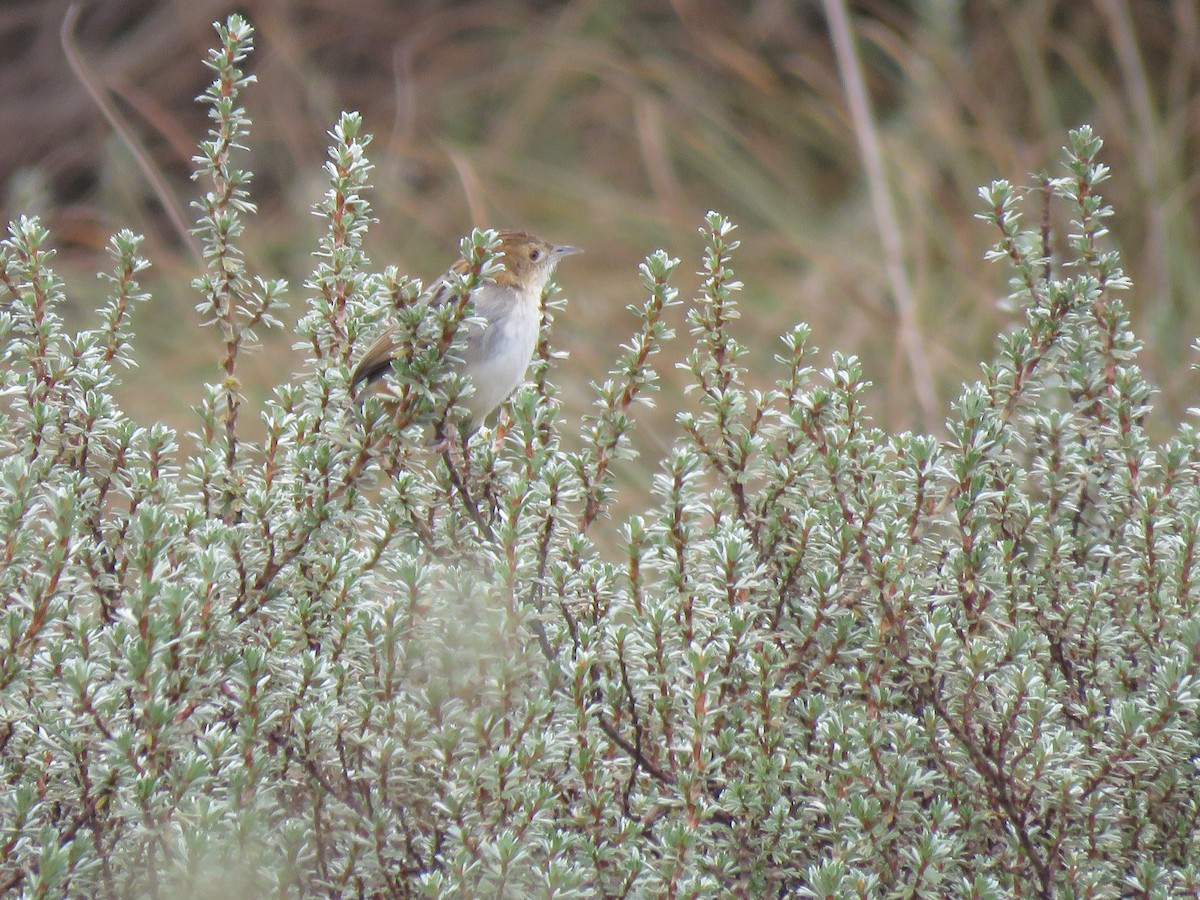 Aberdare Cisticola - ML623238466