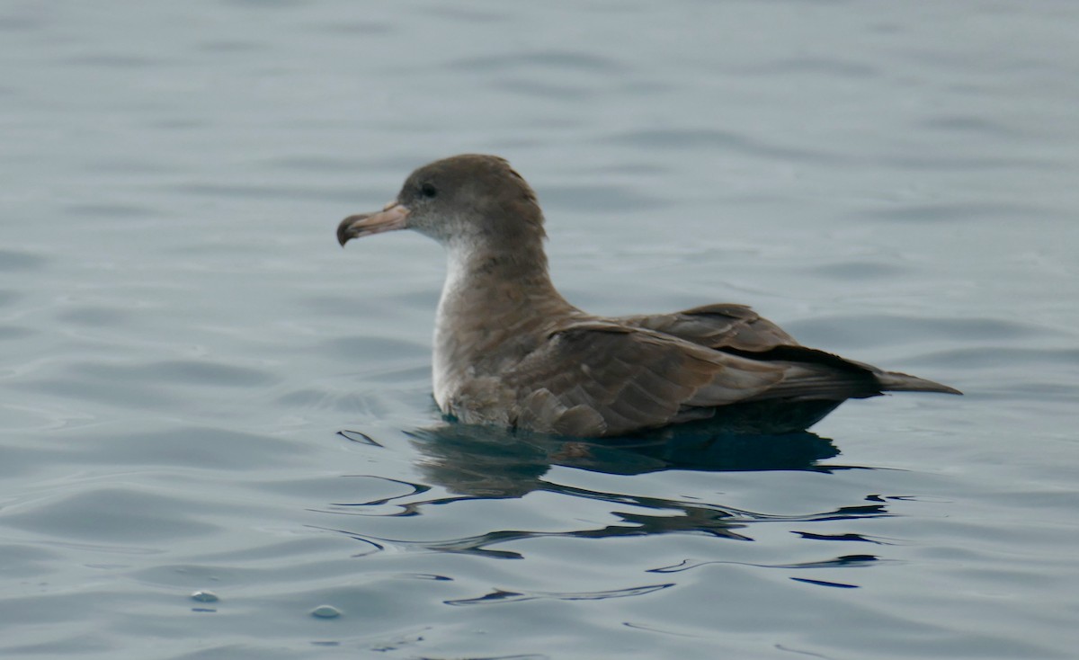 Pink-footed Shearwater - Richard Erickson