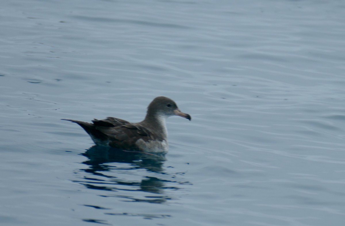 Pink-footed Shearwater - ML623238552