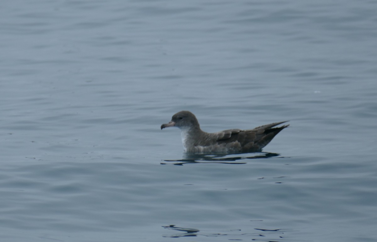 Pink-footed Shearwater - ML623238557