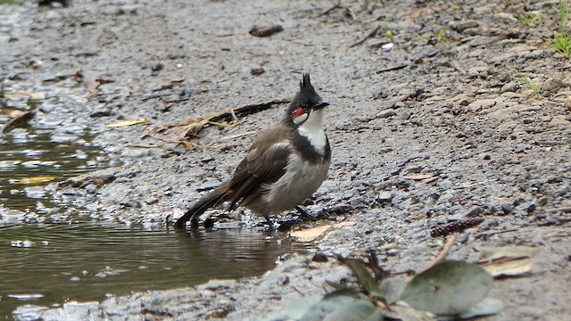 Red-whiskered Bulbul - ML623238577