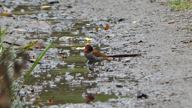 Scaly-breasted Munia - ML623238594