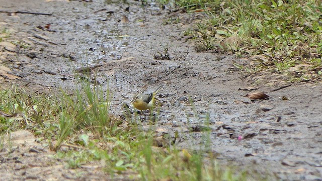 Gray Wagtail - ML623238618