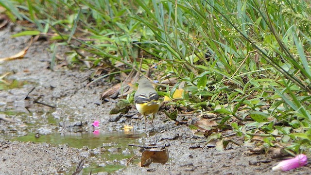 Gray Wagtail - ML623238642