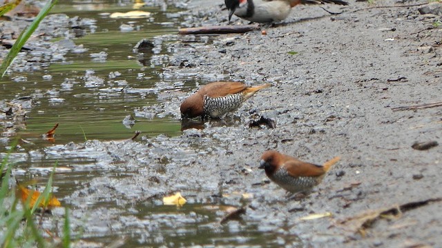 Scaly-breasted Munia - ML623238649