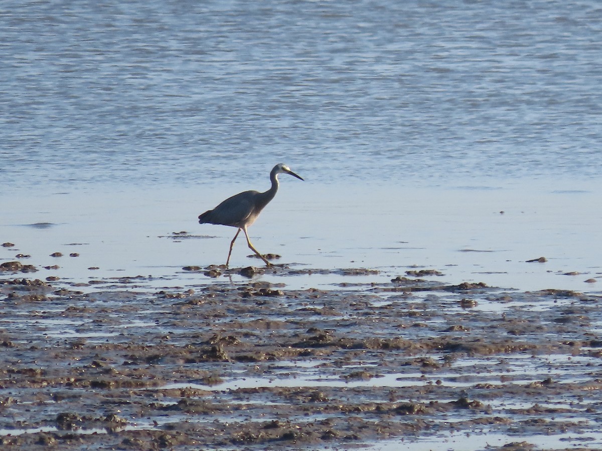 White-faced Heron - ML623238654