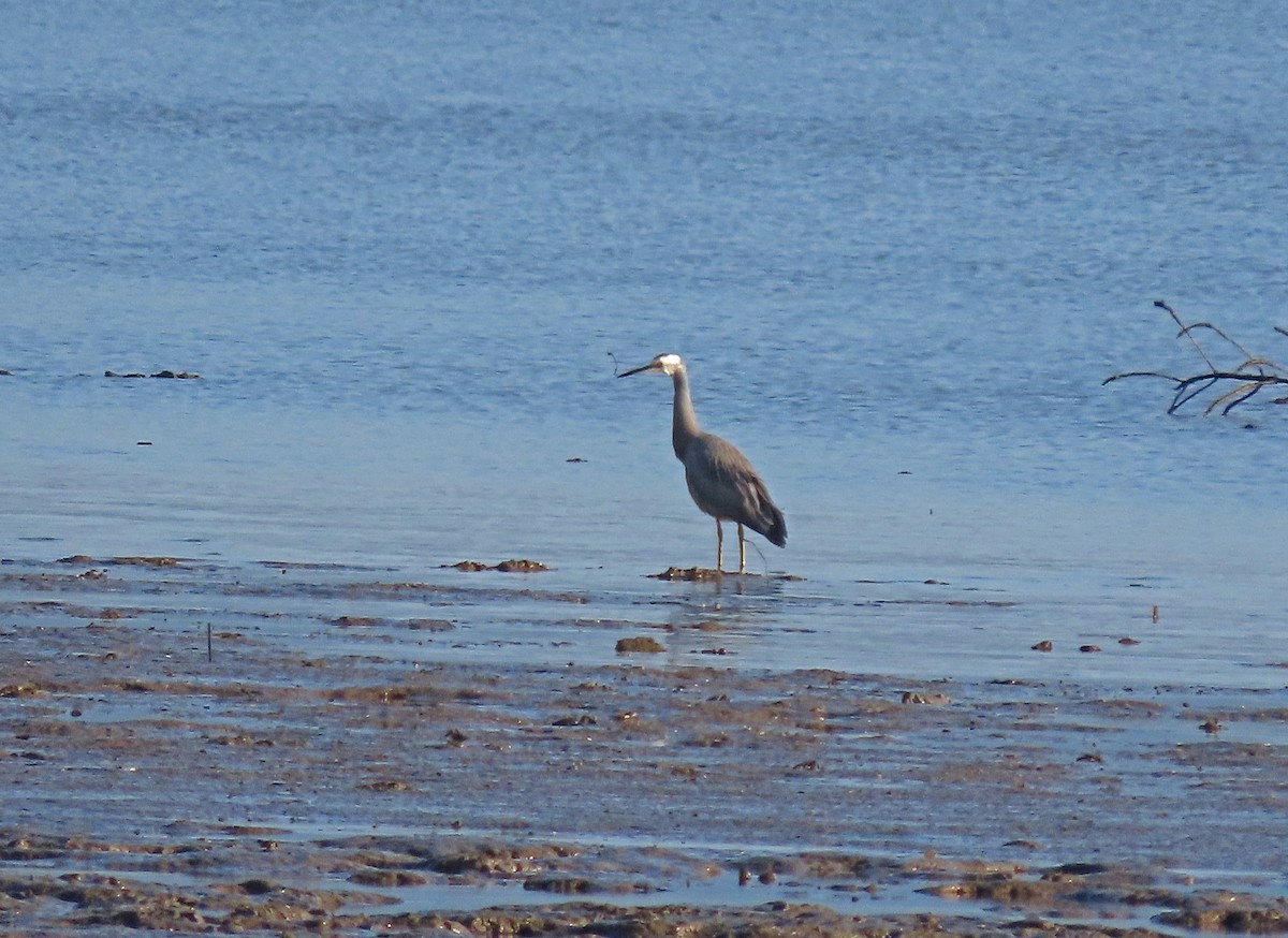 White-faced Heron - ML623238663