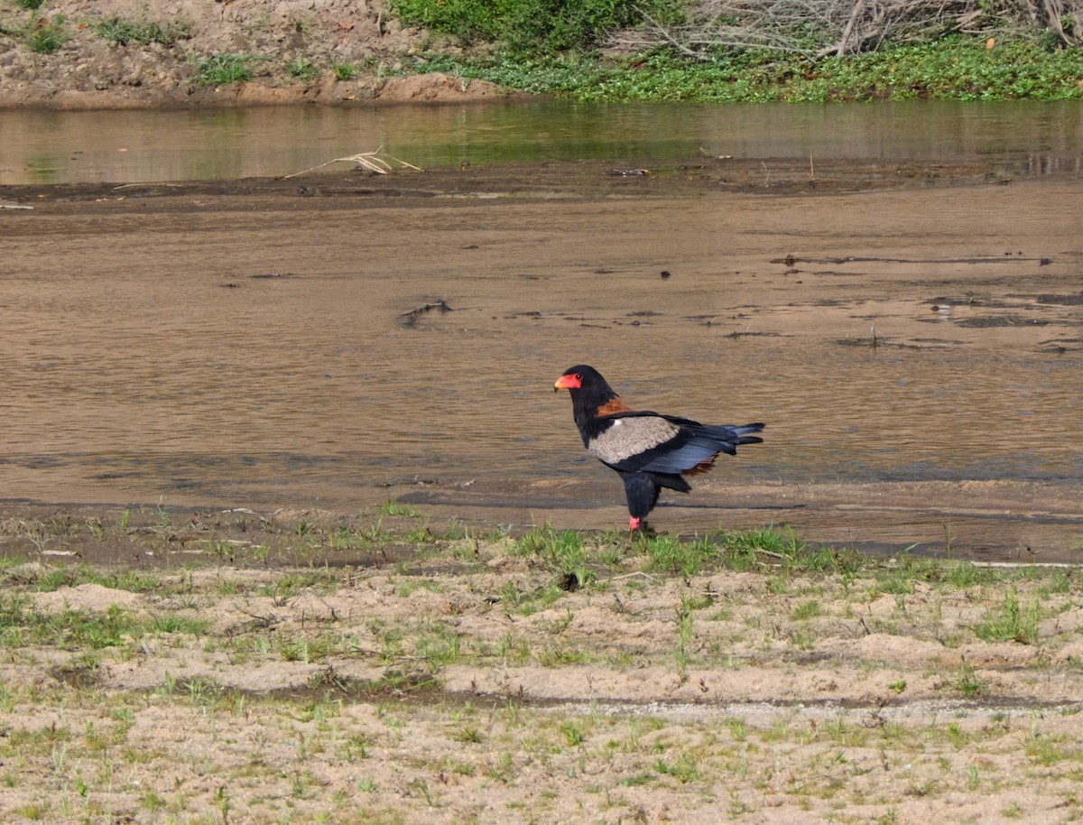 Bateleur - ML623238690