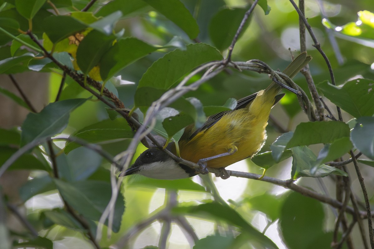 New Caledonian Whistler - ML623238691