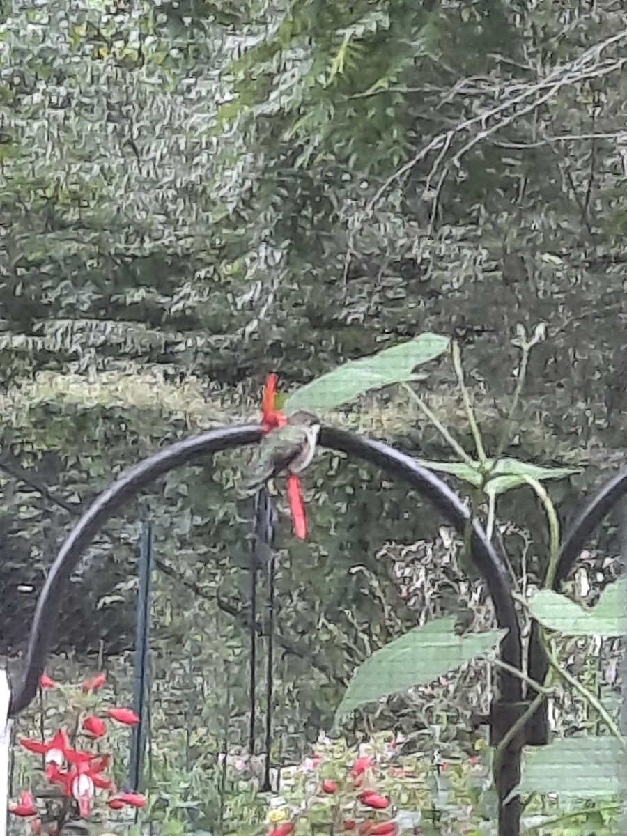 Ruby-throated Hummingbird - ML623238709