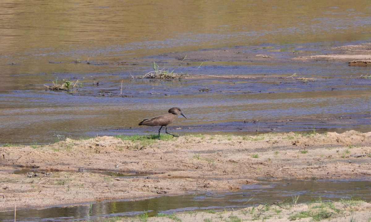 Hamerkop - ML623238719