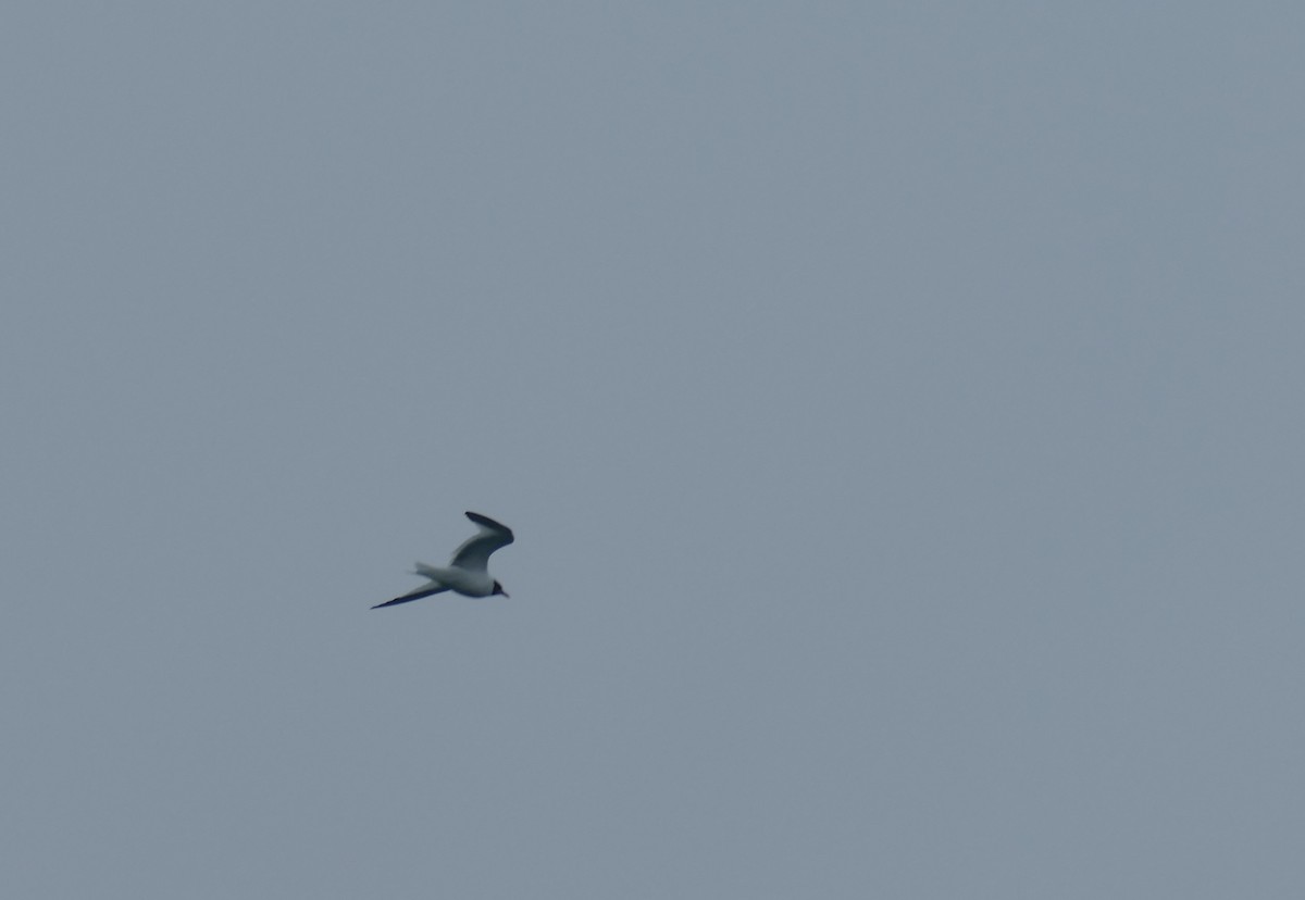 Sabine's Gull - ML623238738