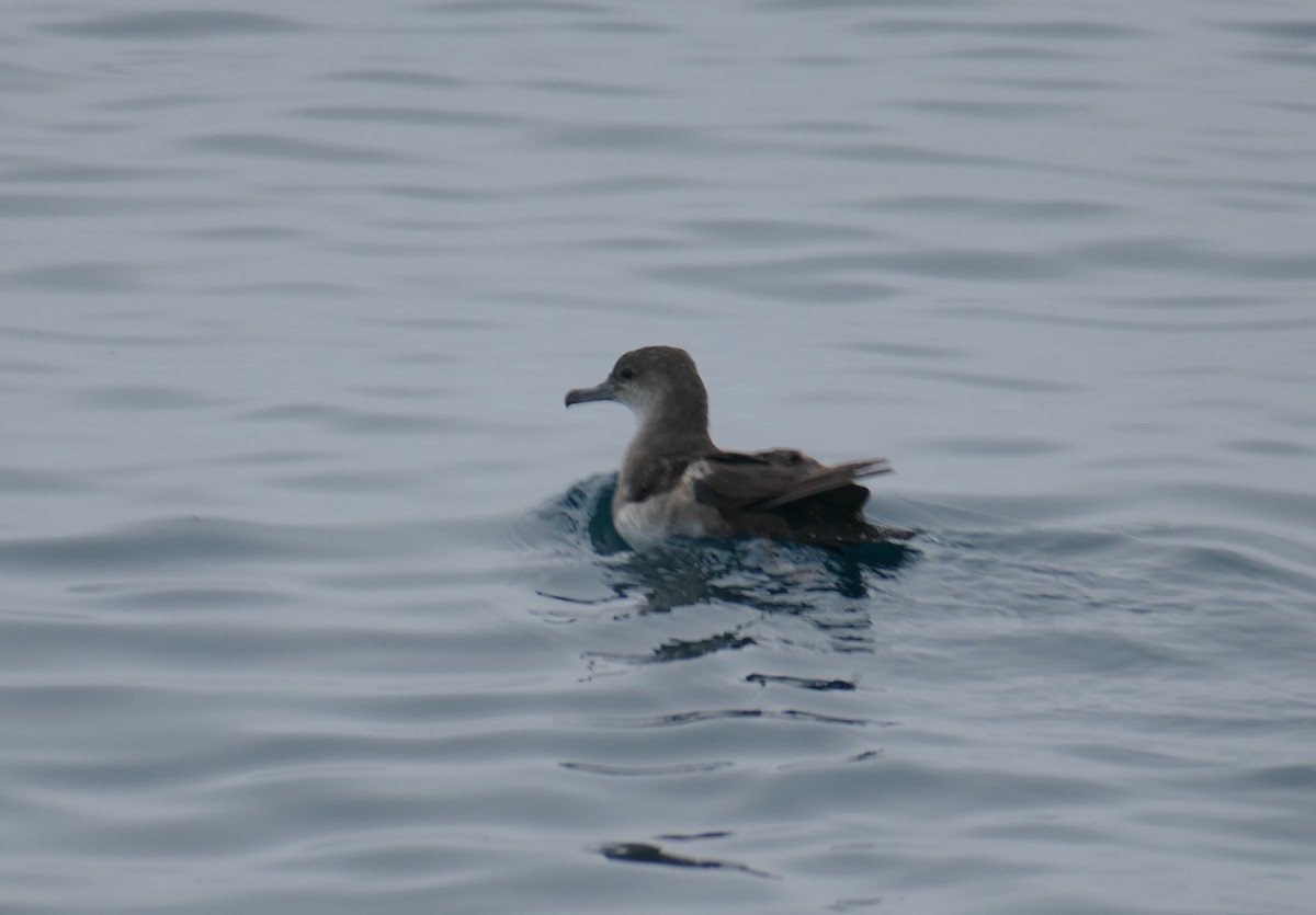 Black-vented Shearwater - Richard Erickson