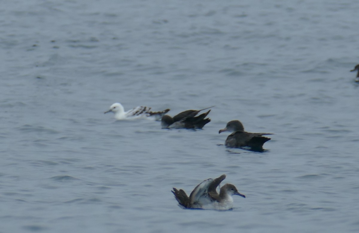 Black-vented Shearwater - ML623238759