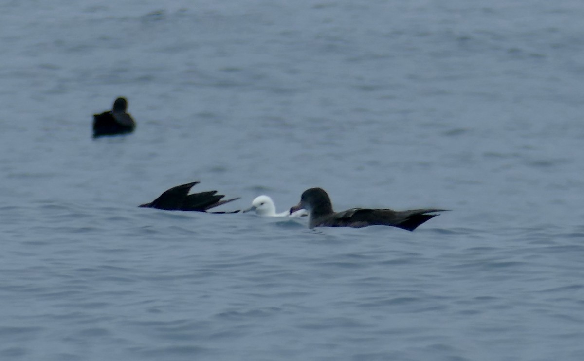 Black-vented Shearwater - ML623238763