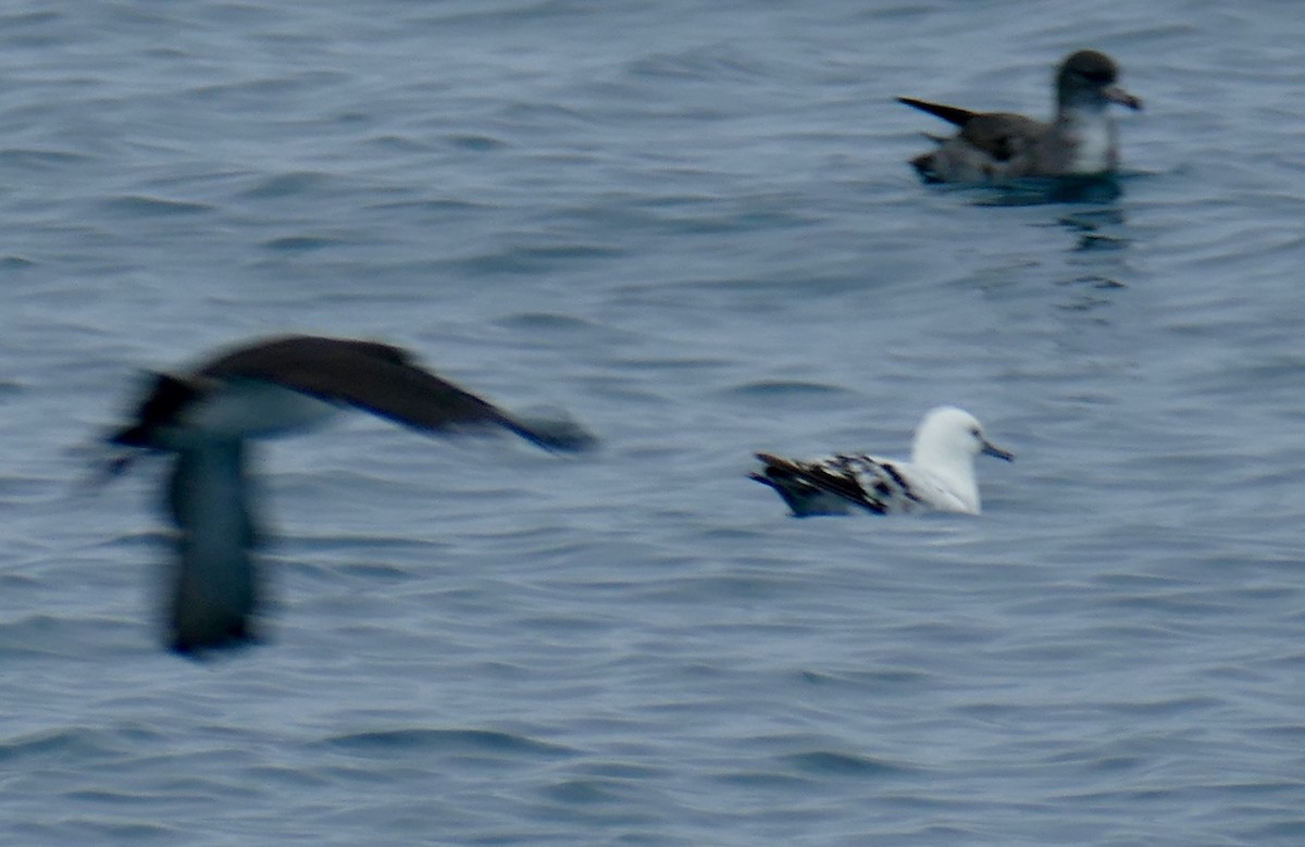 Black-vented Shearwater - ML623238771