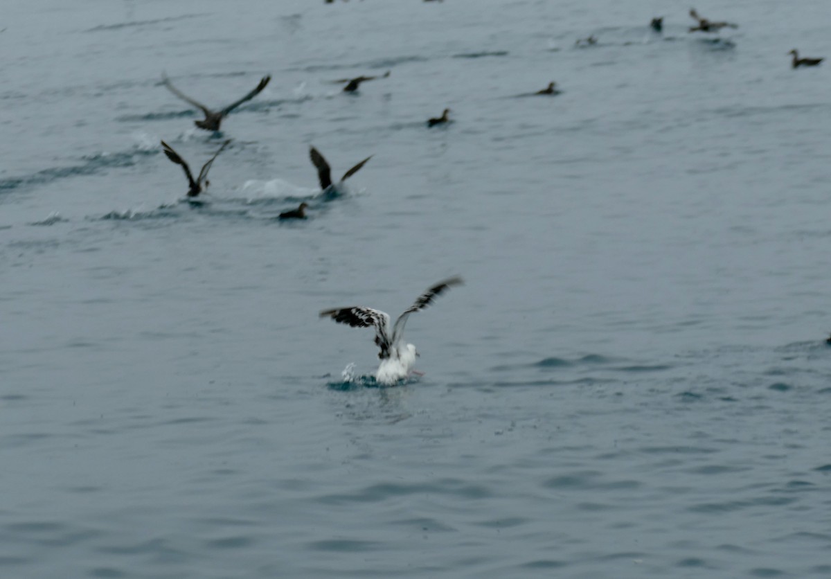 Black-vented Shearwater - ML623238776