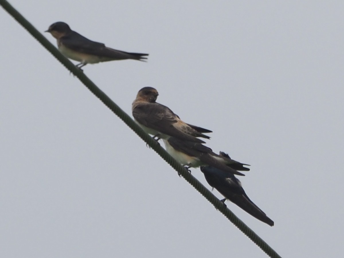 Cliff Swallow - ML623238815