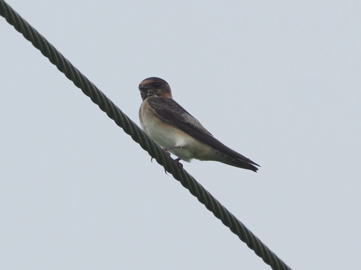 Cliff Swallow - ML623238816