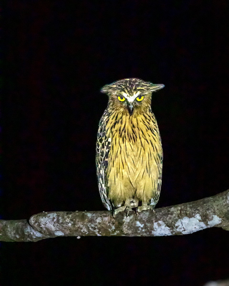 Buffy Fish-Owl - Gopala Krishna Baliga