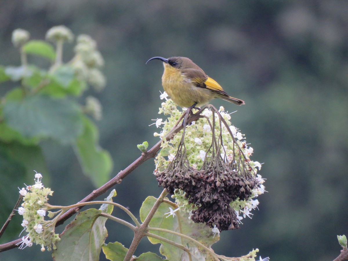 Golden-winged Sunbird - Beniamino Tuliozi