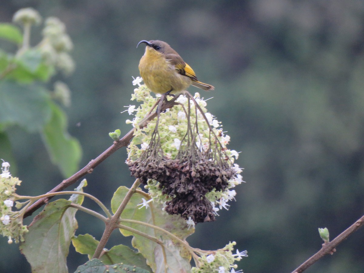 Golden-winged Sunbird - ML623238886