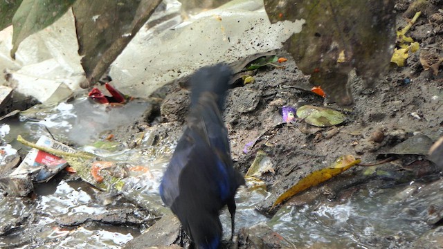 Malabar Whistling-Thrush - ML623238895