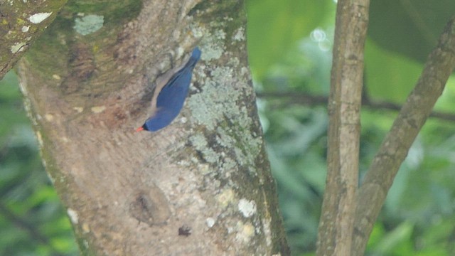 Velvet-fronted Nuthatch - ML623238912