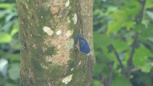 Velvet-fronted Nuthatch - ML623238938