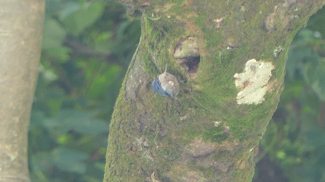 Velvet-fronted Nuthatch - ML623238957