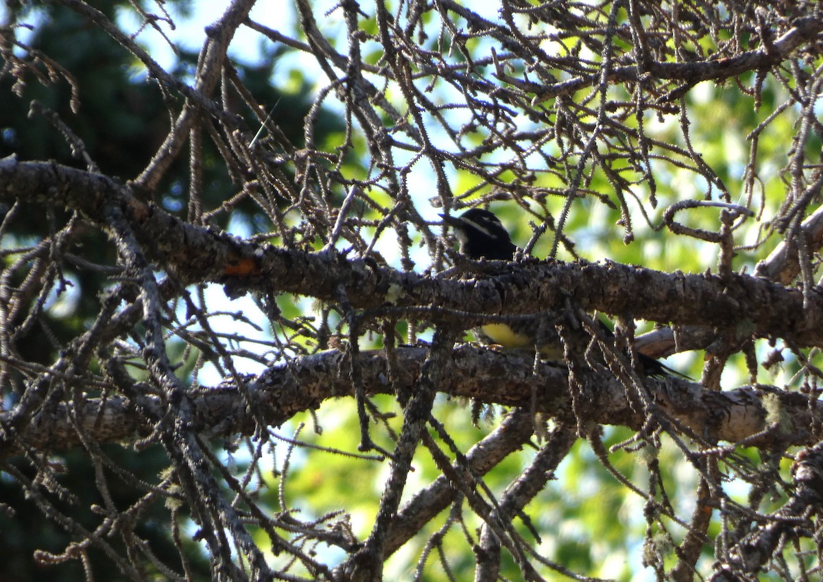 Williamson's Sapsucker - ML623239016