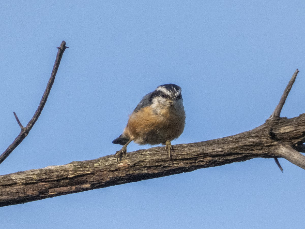 Red-breasted Nuthatch - ML623239020