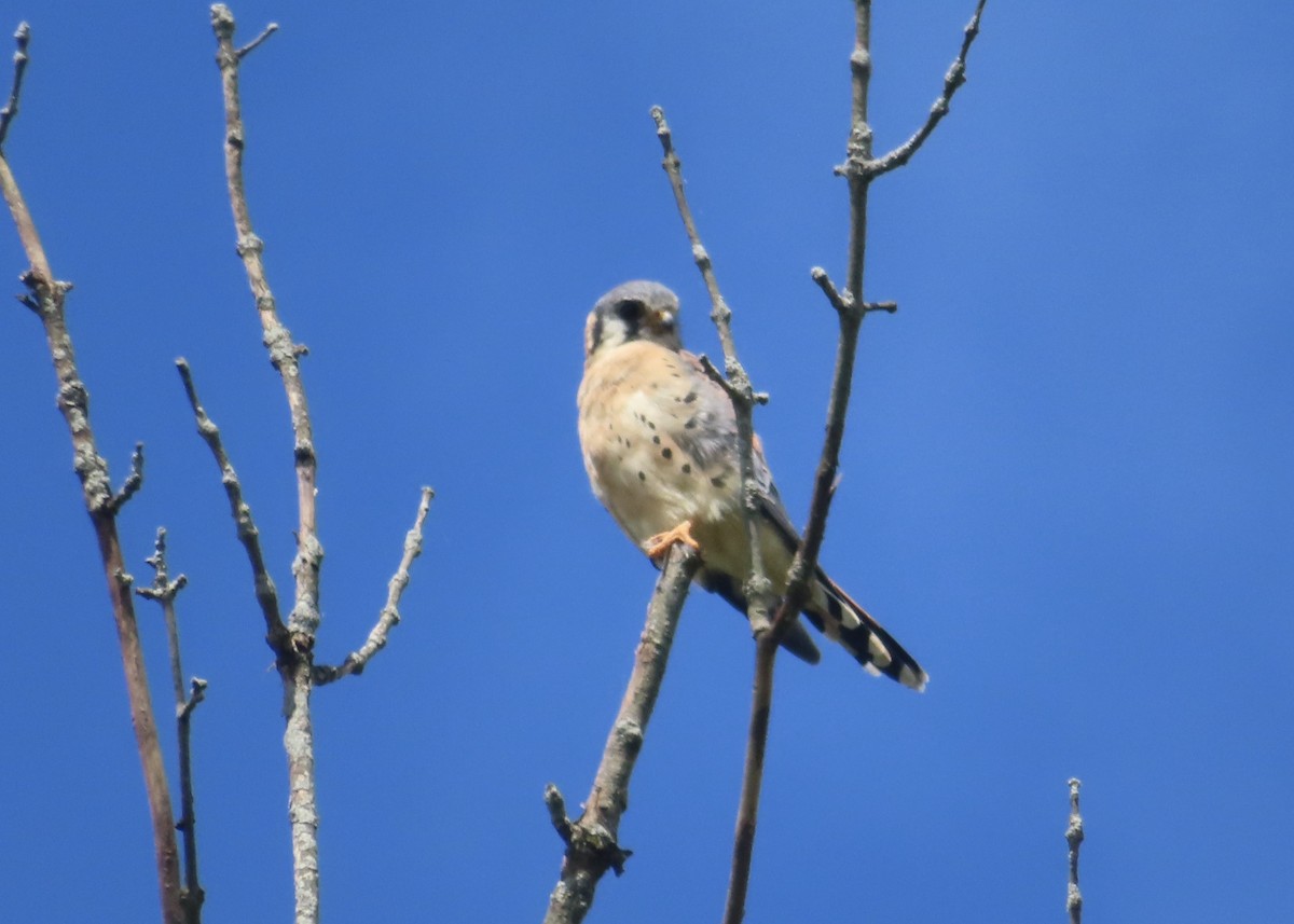 American Kestrel - ML623239046