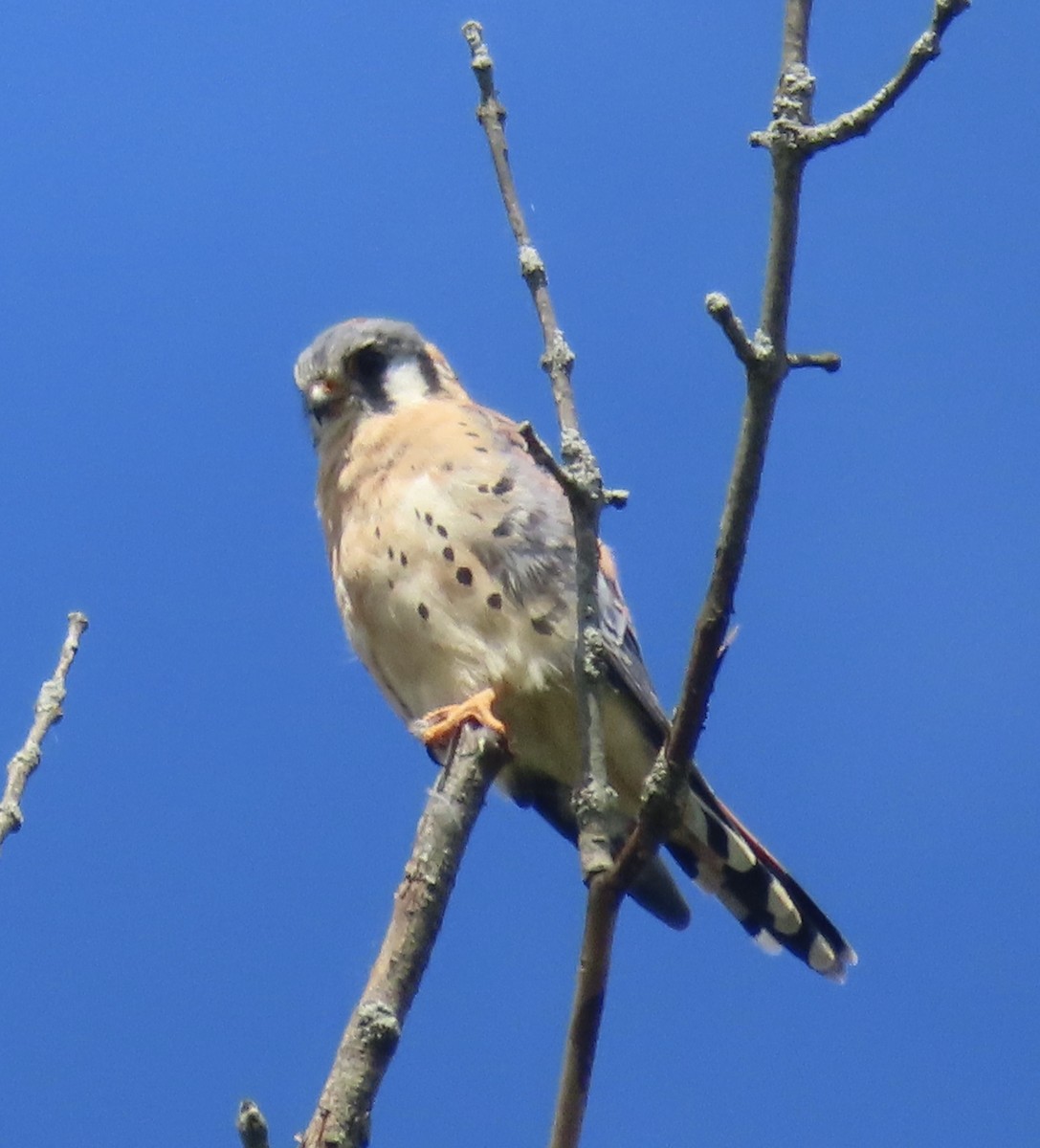 American Kestrel - ML623239047