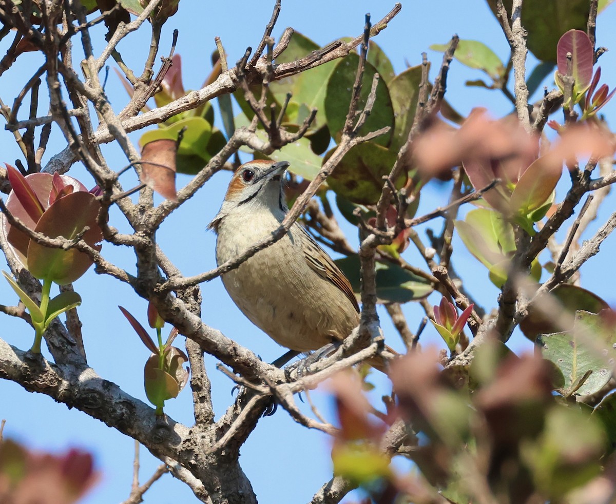 Cape Grassbird - ML623239077