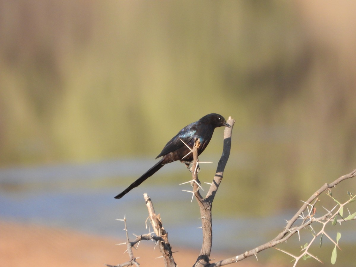 Meves's Starling - ML623239078