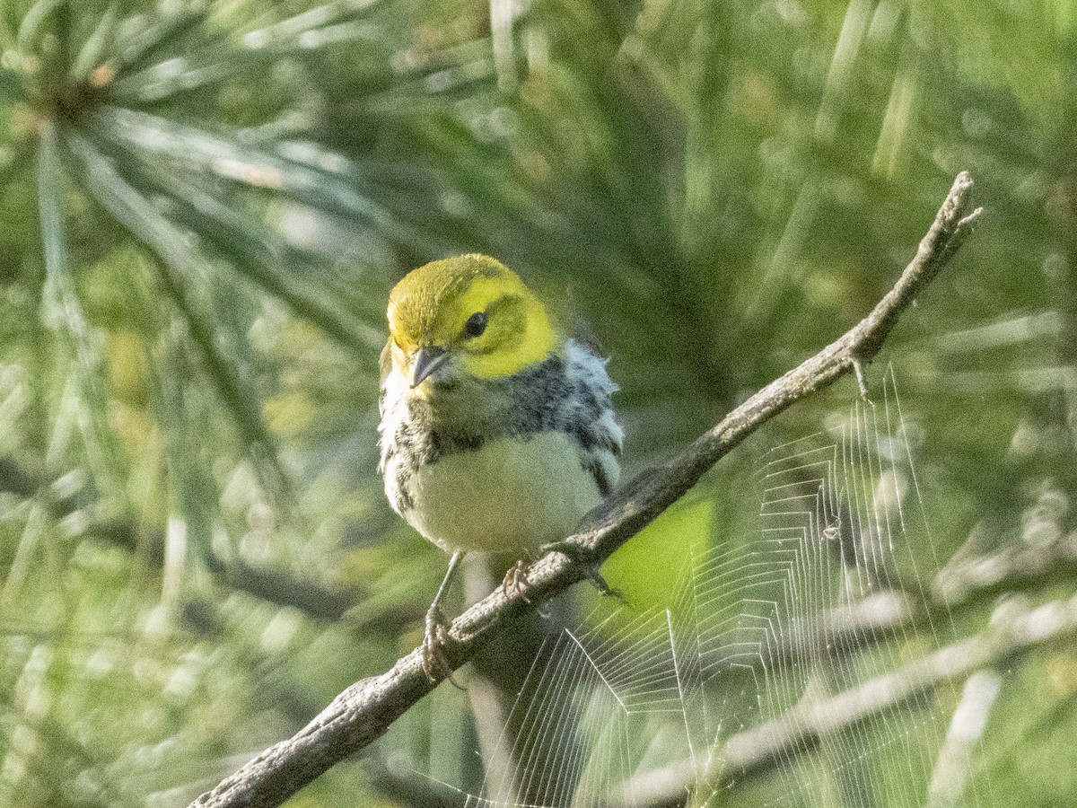 Black-throated Green Warbler - ML623239088