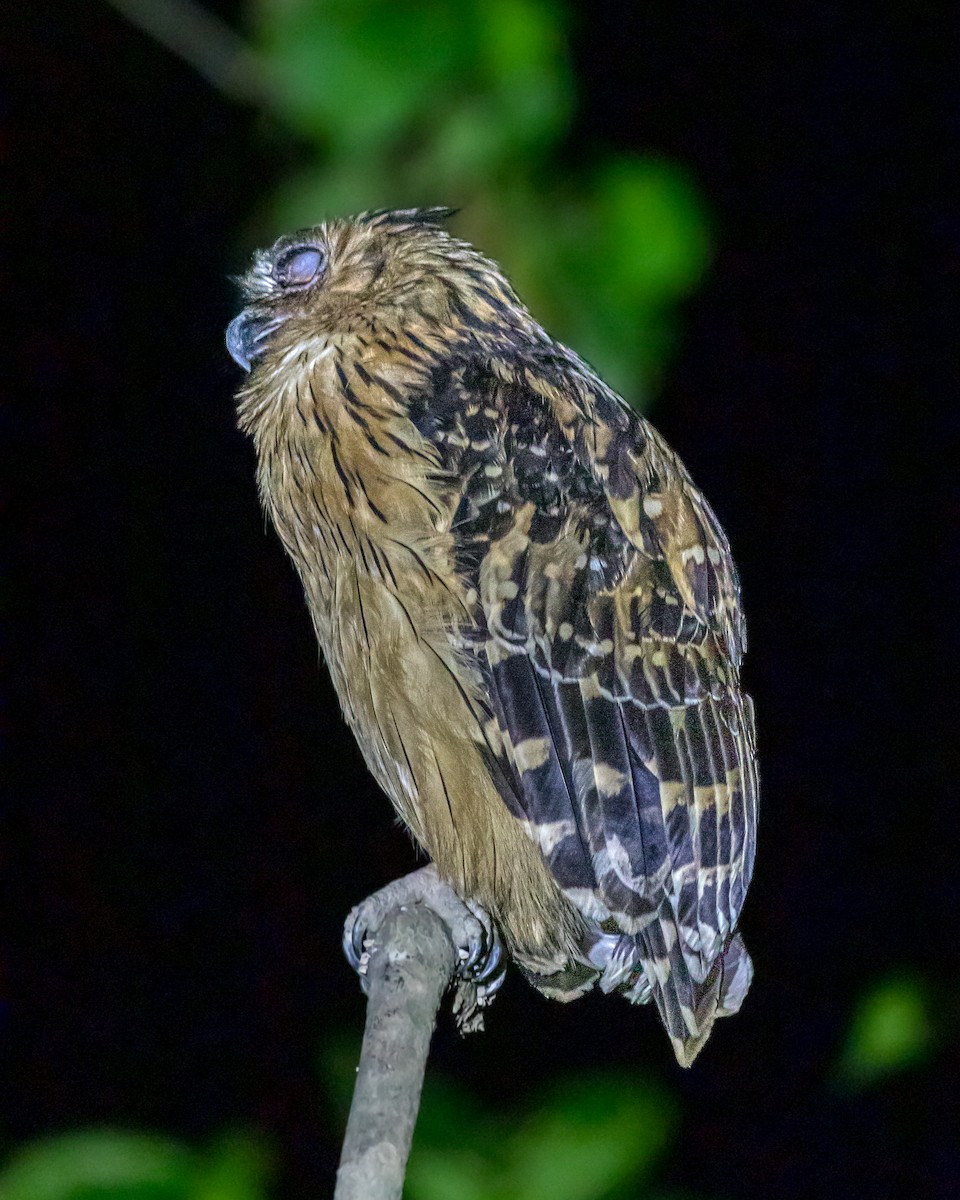 Buffy Fish-Owl - ML623239095