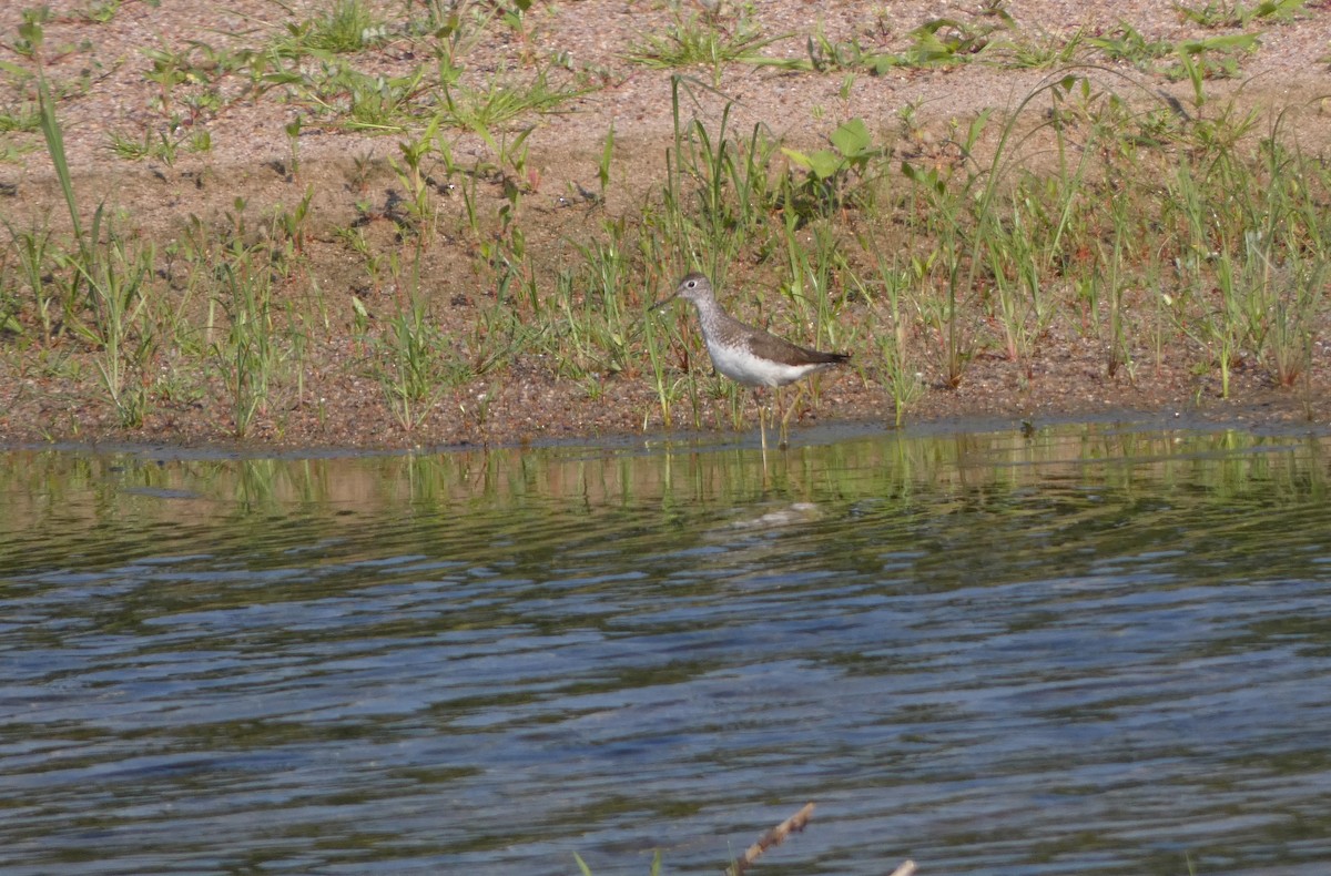 Solitary Sandpiper - ML623239100