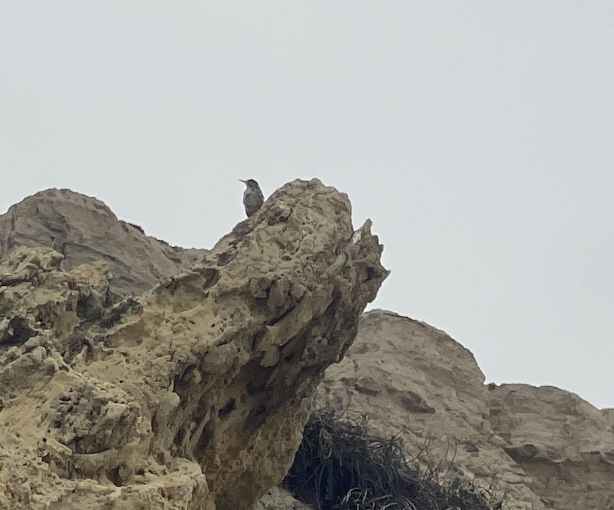 Troglodyte des rochers - ML623239102