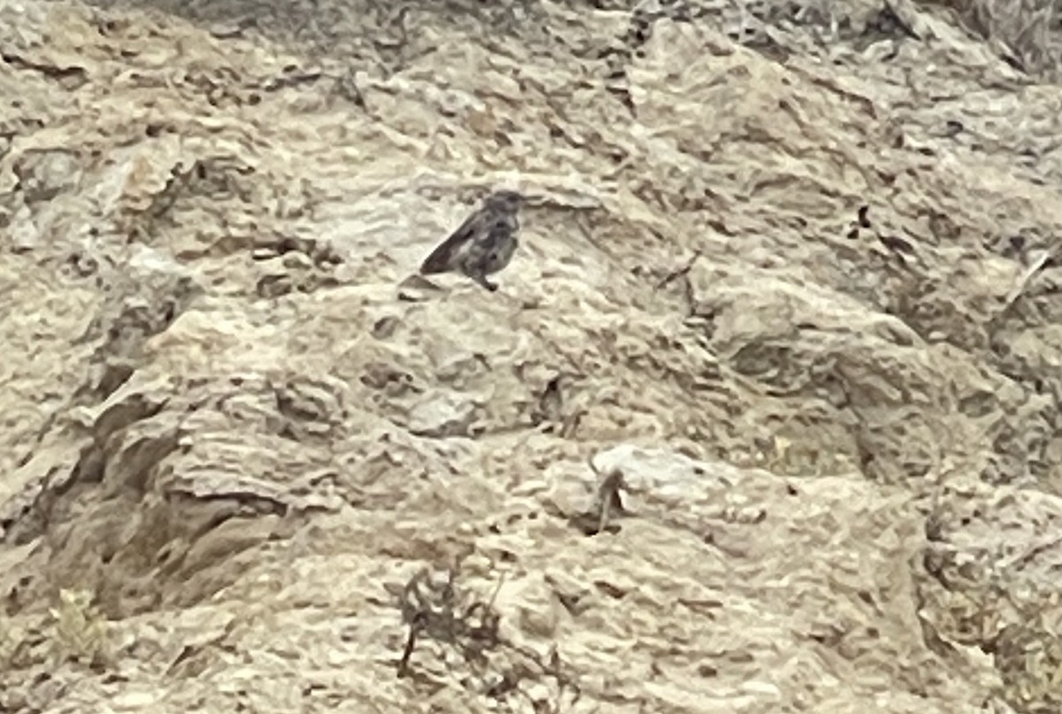 Troglodyte des rochers - ML623239103