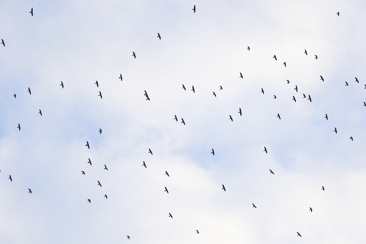 Mississippi Kite - ML623239116