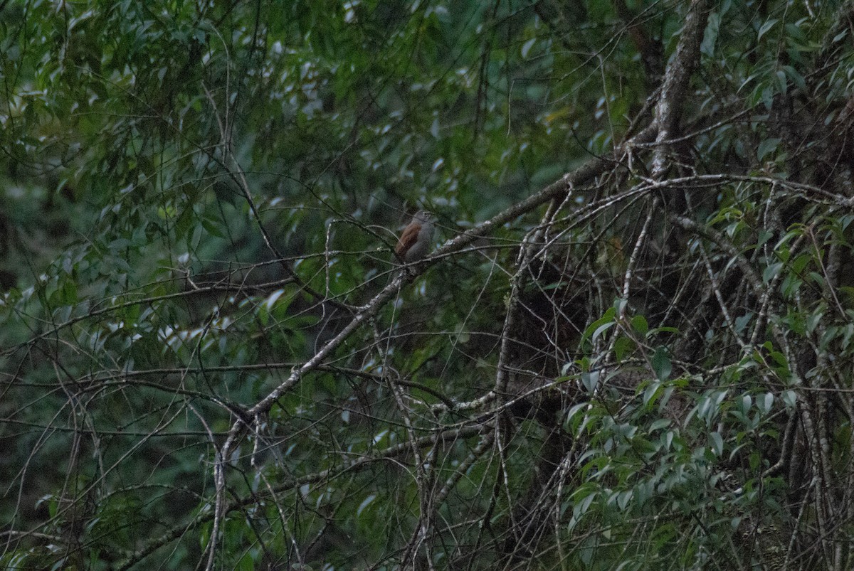 Brown-backed Solitaire - ML623239124