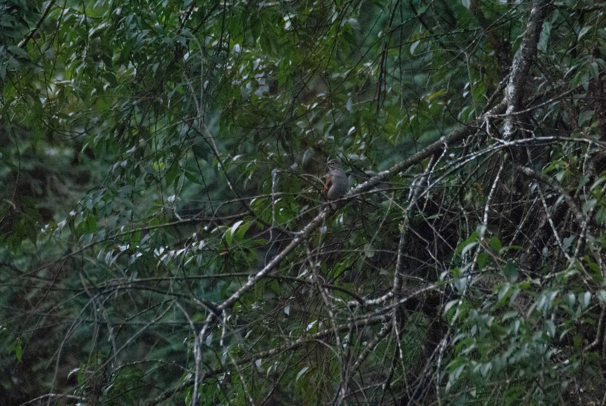 Brown-backed Solitaire - ML623239126