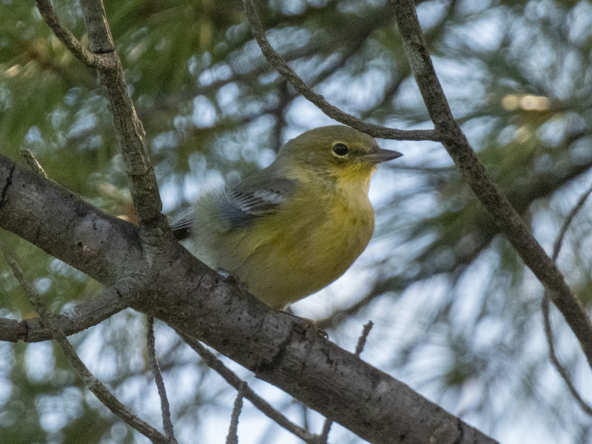 Pine Warbler - ML623239130